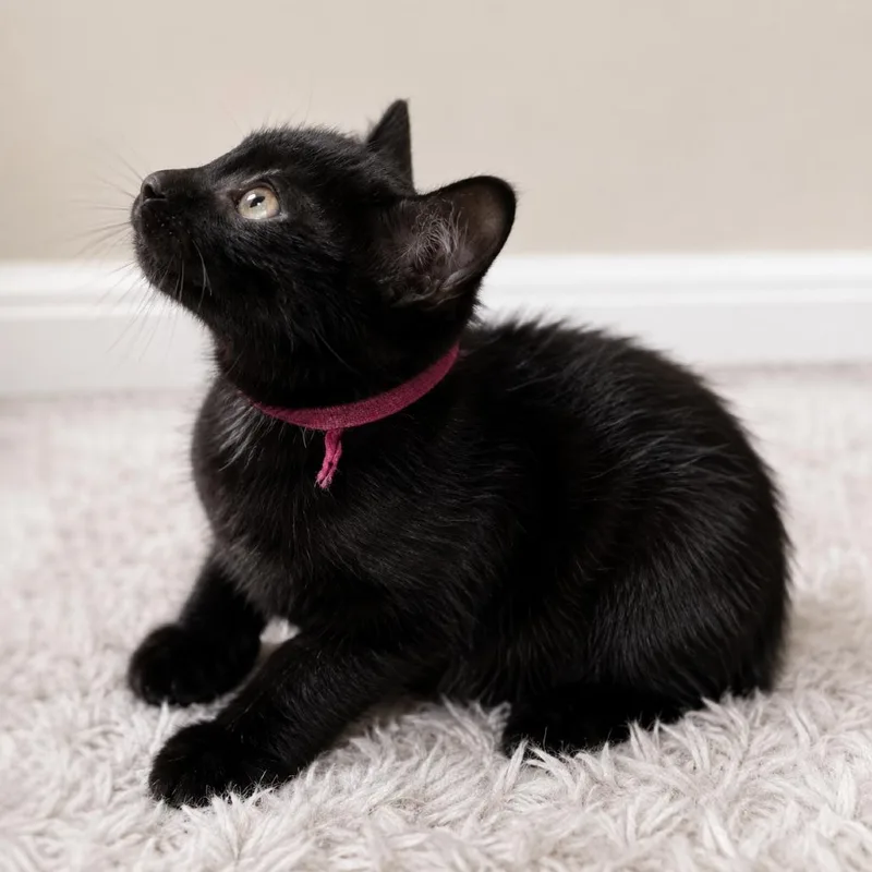 A baby small-sized female Black Domestic Short Hair cat named Night Fury for adoption in Long Beach, CA