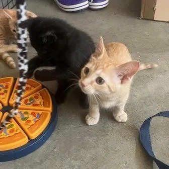 A baby small-sized male Domestic Short Hair cat named Splinter for adoption in Melbourne, KY