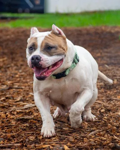 An adult large-sized female Mixed Breed dog named Michiko for adoption in Chamblee, GA