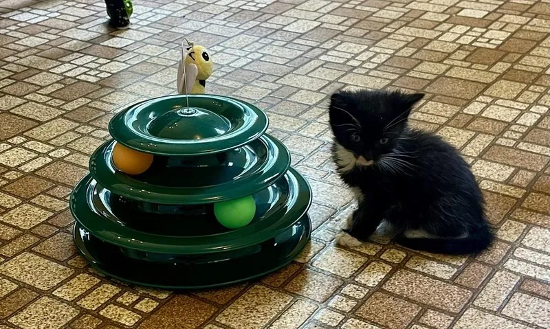 A baby small-sized female Black & White / Tuxedo Domestic Short Hair cat named Dorothy for adoption in Henrico, VA