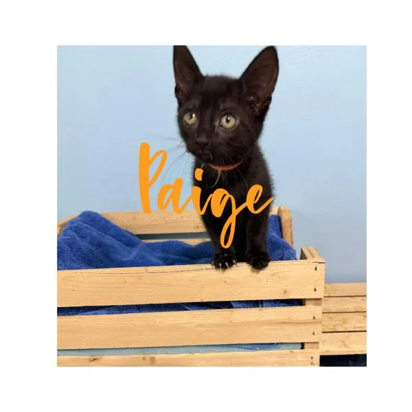A baby small-sized female Domestic Short Hair cat named Paige for adoption in Canton, GA