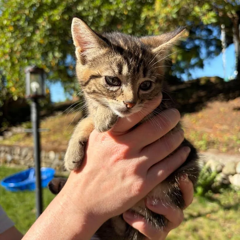 A baby small-sized female Gray / Blue / Silver Domestic Short Hair cat named Shrimp for adoption in Ferndale, WA