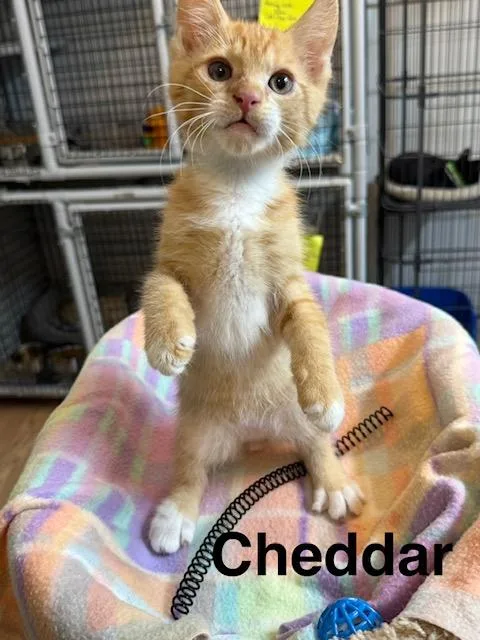 A baby medium-sized male Orange & White Domestic Short Hair cat named Cheddar for adoption in Millerstown, PA