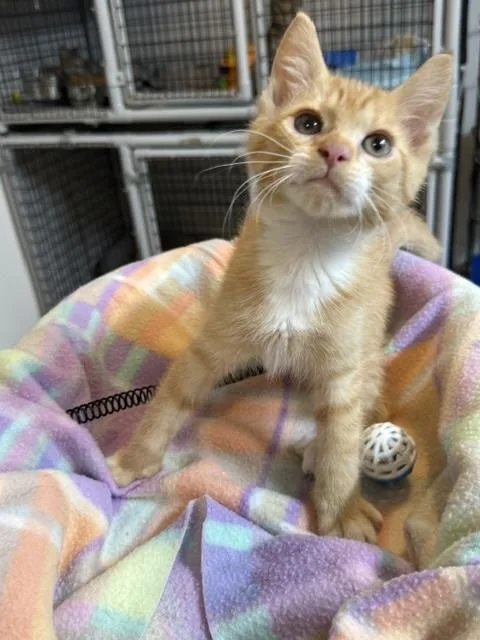 Cheddar thumbnail 2