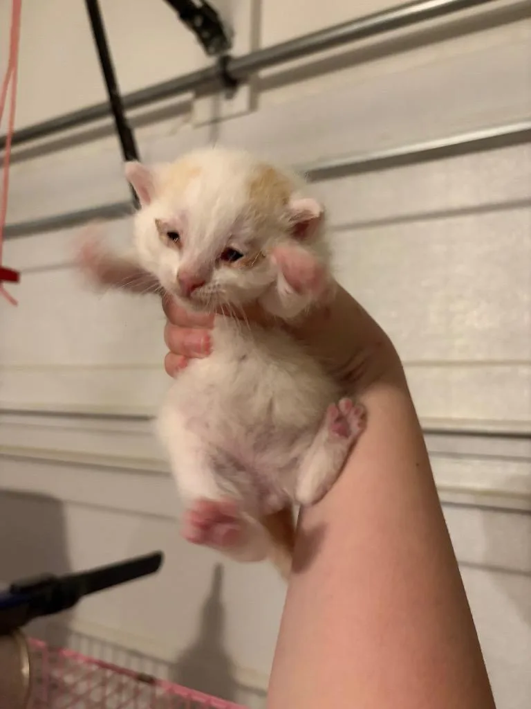 A baby small-sized male Domestic Short Hair cat named Sprout for adoption in Augusta, GA