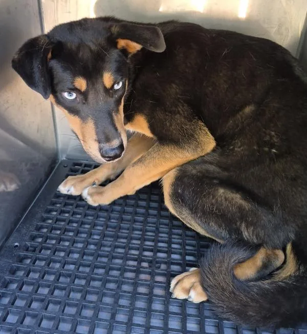 A young medium-sized male Shepherd dog named Pen C Pepper for adoption in Lawrenceville, GA