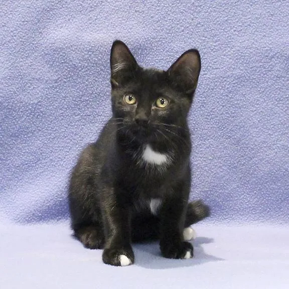 A baby medium-sized female Black & White / Tuxedo Domestic Short Hair cat named Cosmo for adoption in Overland Park, KS