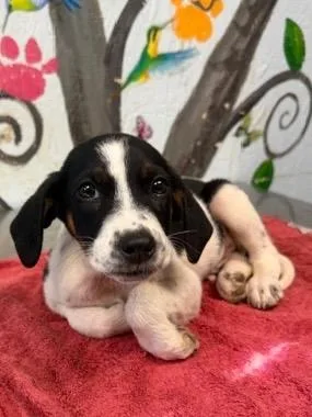 A baby medium-sized male Hound dog named Daryl for adoption in Brookhaven, MS