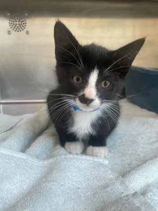 A baby small-sized male Domestic Short Hair cat named Ferb for adoption in Westland, MI