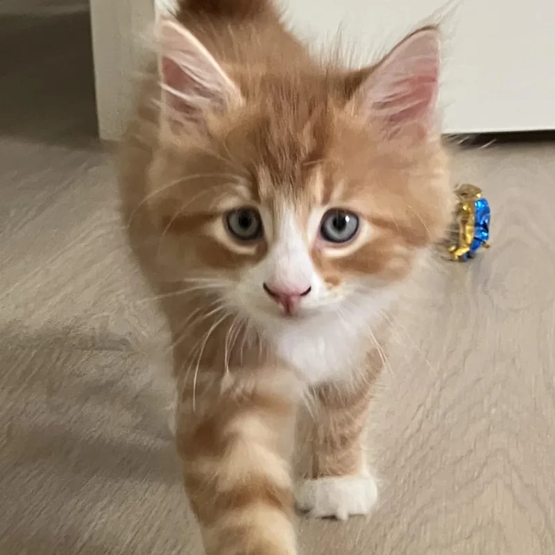 A baby medium-sized female Domestic Medium Hair cat named Ginny for adoption in Germansville, PA