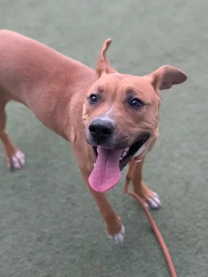 An adult medium-sized female Mixed Breed dog named Leela for adoption in El Paso, TX