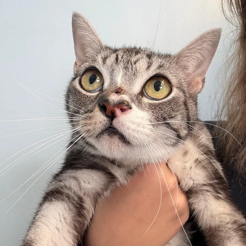 An adult medium-sized male Tabby (Gray / Blue / Silver) Domestic Short Hair cat named Pinocchio for adoption in Grass Valley, CA