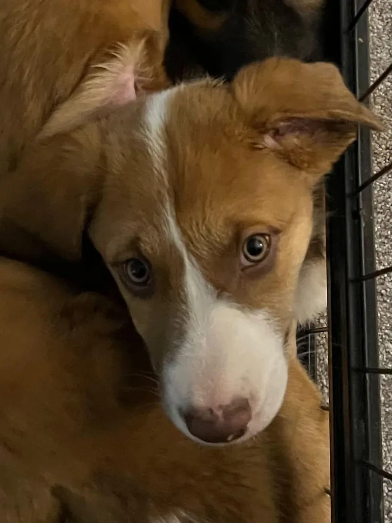 A baby medium-sized female Yellow / Tan / Blond / Fawn Mixed Breed dog named Jasper for adoption in Chino valley, AZ