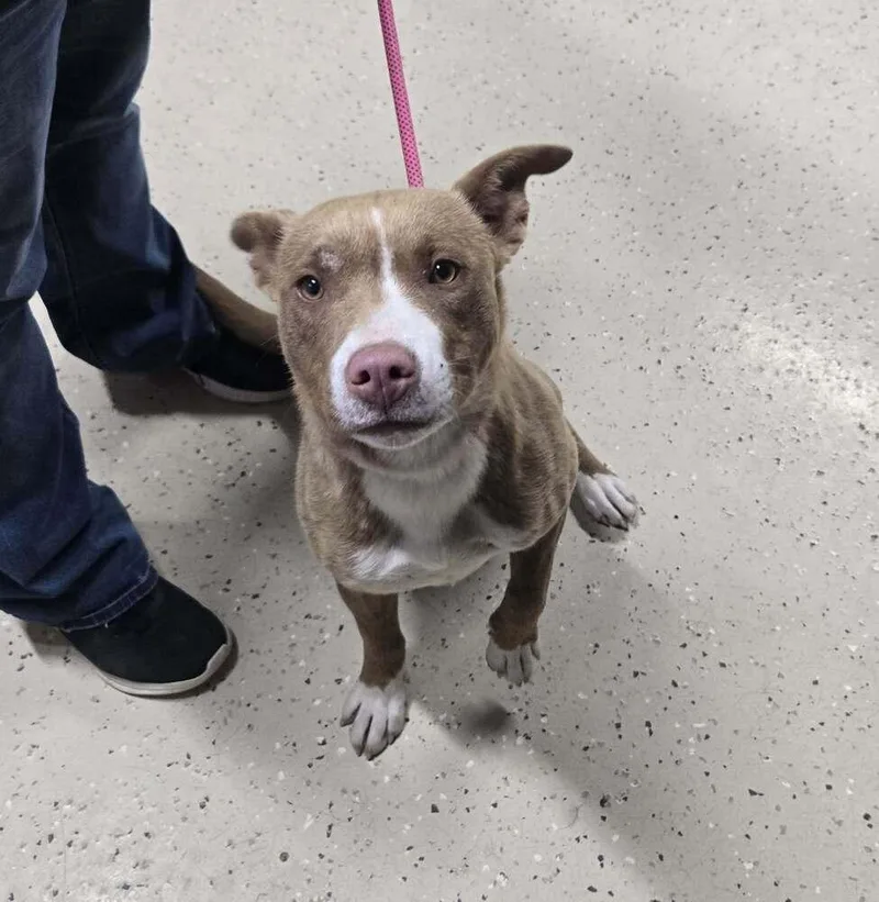 A young medium-sized female Tricolor (Brown, Black, & White) Pit Bull Terrier dog named Chrissy for adoption in Waverly, OH
