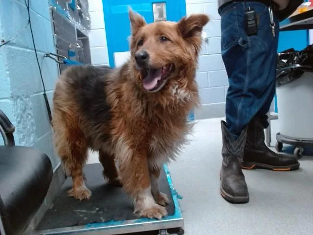 An adult medium-sized male German Shepherd Dog dog named Cody for adoption in Albuquerque, NM