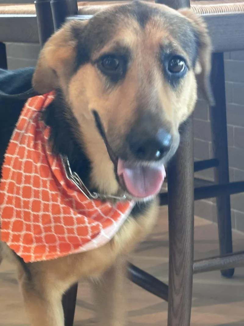 A young large-sized female Black German Shepherd Dog dog named Luna for adoption in New Rochelle, NY