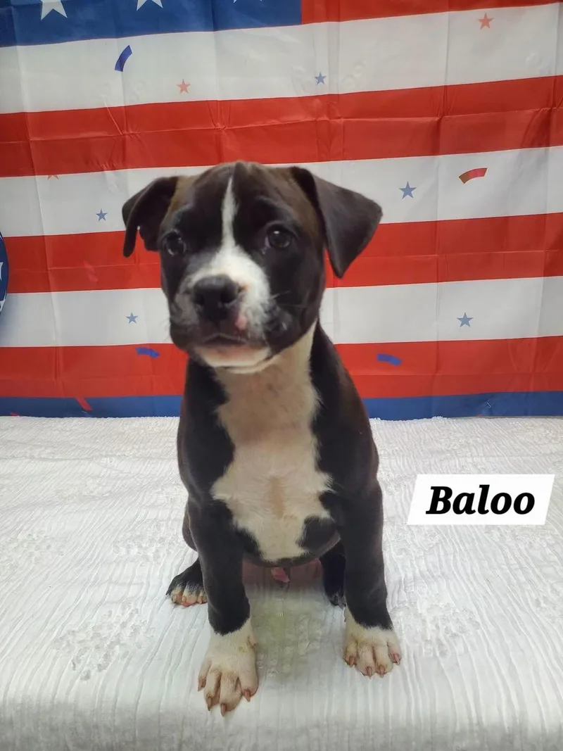 Baloo