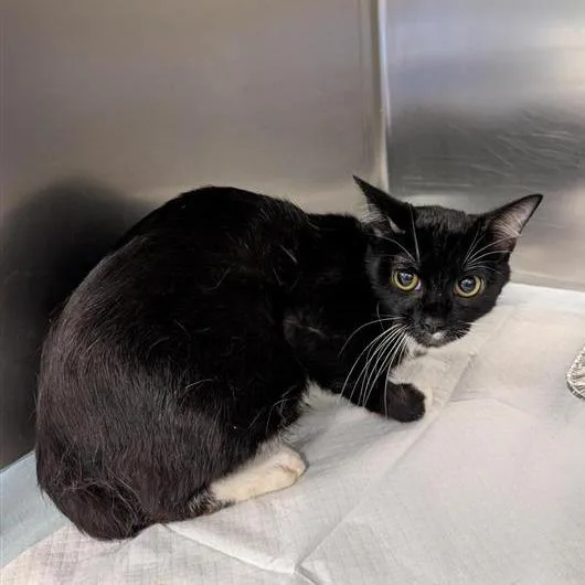 An adult medium-sized male Black Domestic Short Hair cat named Veio for adoption in Greensboro, NC