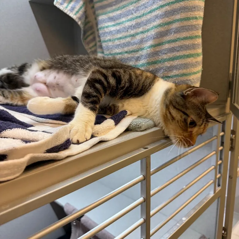 An adult medium-sized female Calico Domestic Short Hair cat named Caroline for adoption in Pittsburgh, PA