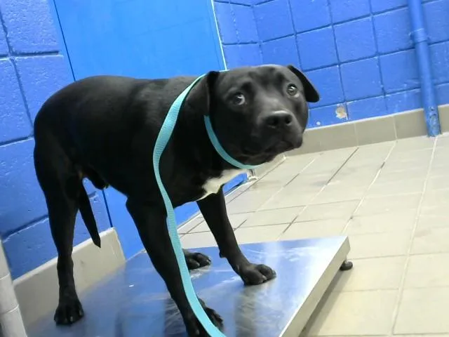 A young medium-sized male Pit Bull Terrier dog named Spade for adoption in Albuquerque, NM