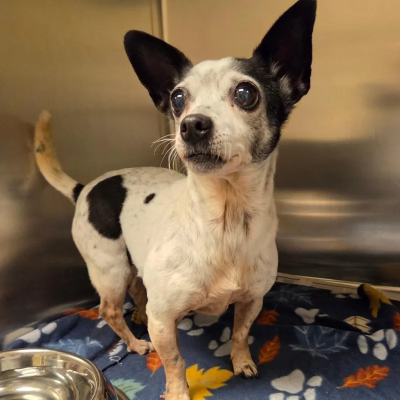 An adult small-sized female White / Cream Mixed Breed dog named Pookie for adoption in Asheville, NC