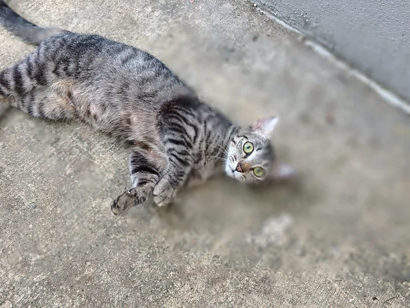 A young medium-sized female Tabby (Gray / Blue / Silver) Domestic Short Hair cat named Sarabi for adoption in Franklin, MA