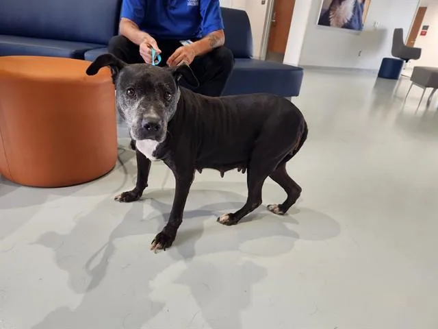 A senior medium-sized female Pit Bull Terrier dog named Zinnia for adoption in Ocala, FL