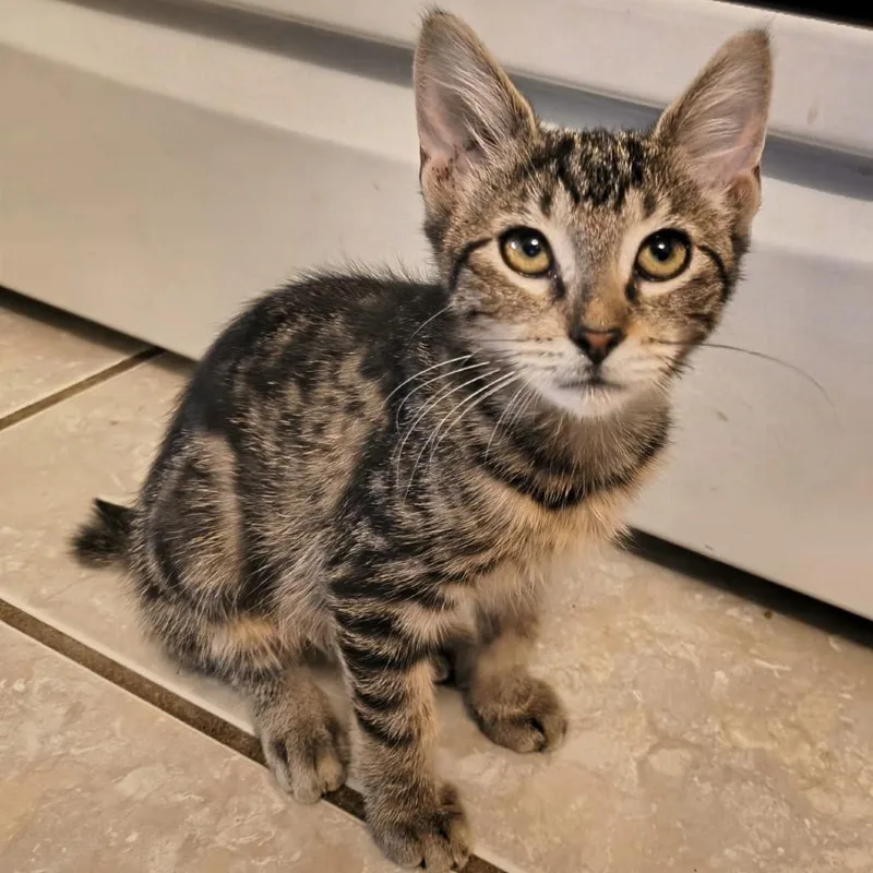 A baby small-sized female Brown / Chocolate Domestic Short Hair cat named Stubbs for adoption in Austin, TX