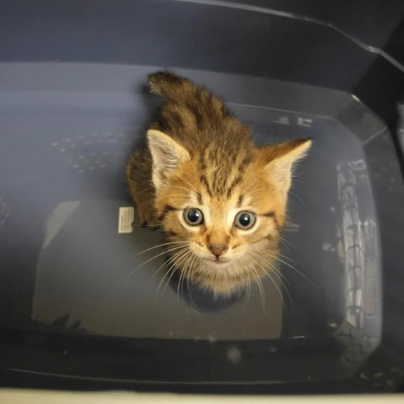 A baby small-sized female Brown / Chocolate Domestic Short Hair cat named Journey for adoption in Lynchburg, VA