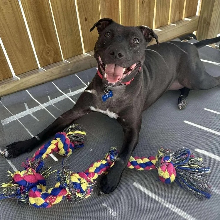 An adult medium-sized female Black Mixed Breed dog named Freedom for adoption in Seminole, FL