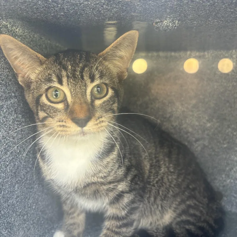 A baby small-sized male Gray / Blue / Silver Domestic Short Hair cat named Pepper for adoption in Birmingham, AL