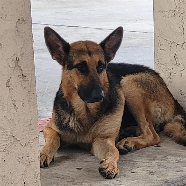 A young large-sized female German Shepherd Dog dog named Lola for adoption in San Antonio, TX