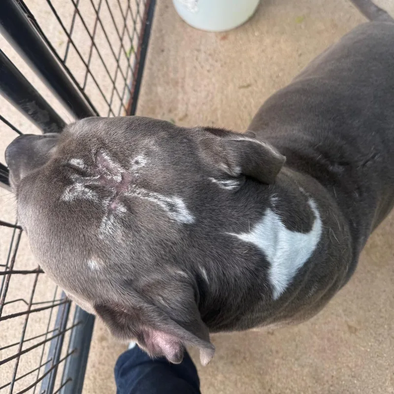 An adult large-sized male Gray / Blue / Silver Mixed Breed dog named Maserati for adoption in Lake Jackson, TX