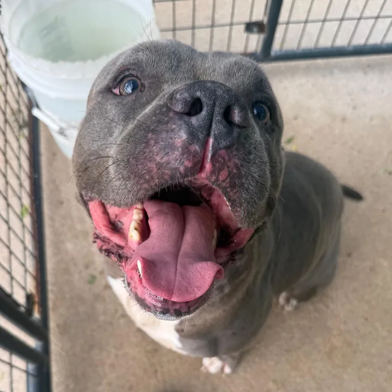 Maserati thumbnail 2