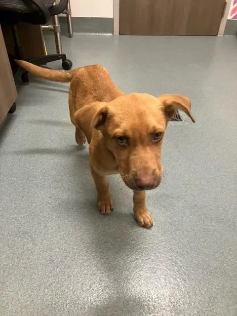 A baby small-sized male Pit Bull Terrier dog named Buster for adoption in Baytown, TX