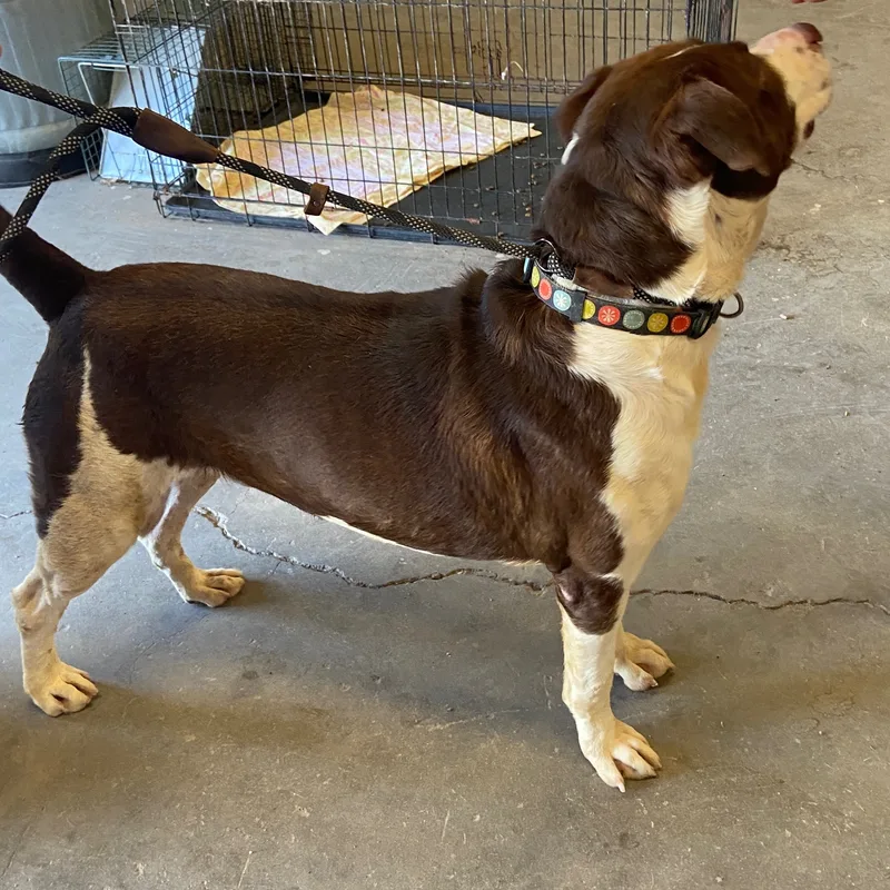 A senior large-sized male Mixed Breed dog named Big red for adoption in Canyon, TX