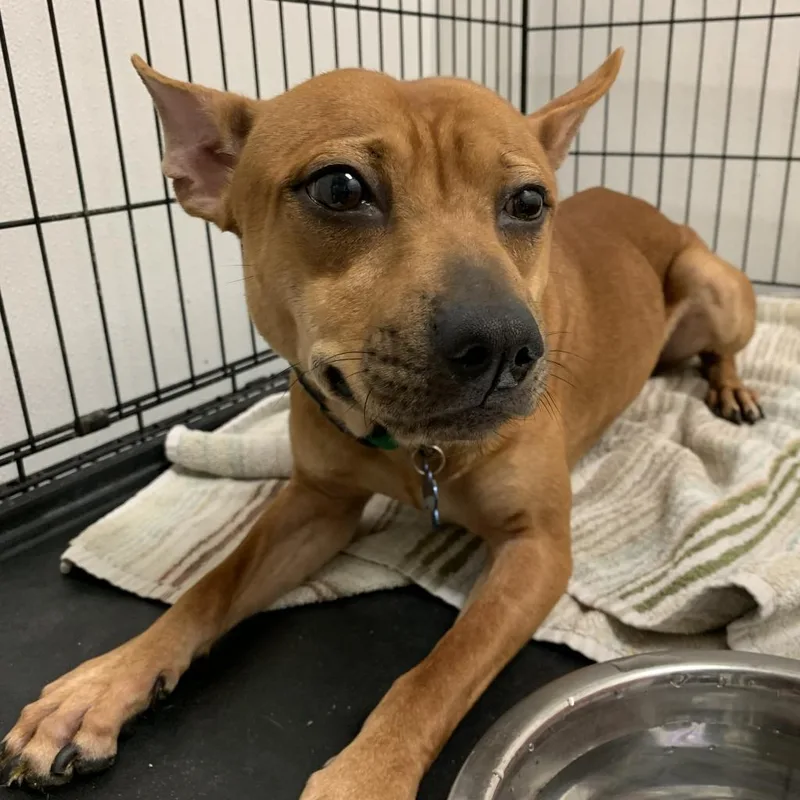 Scout Chino Hills