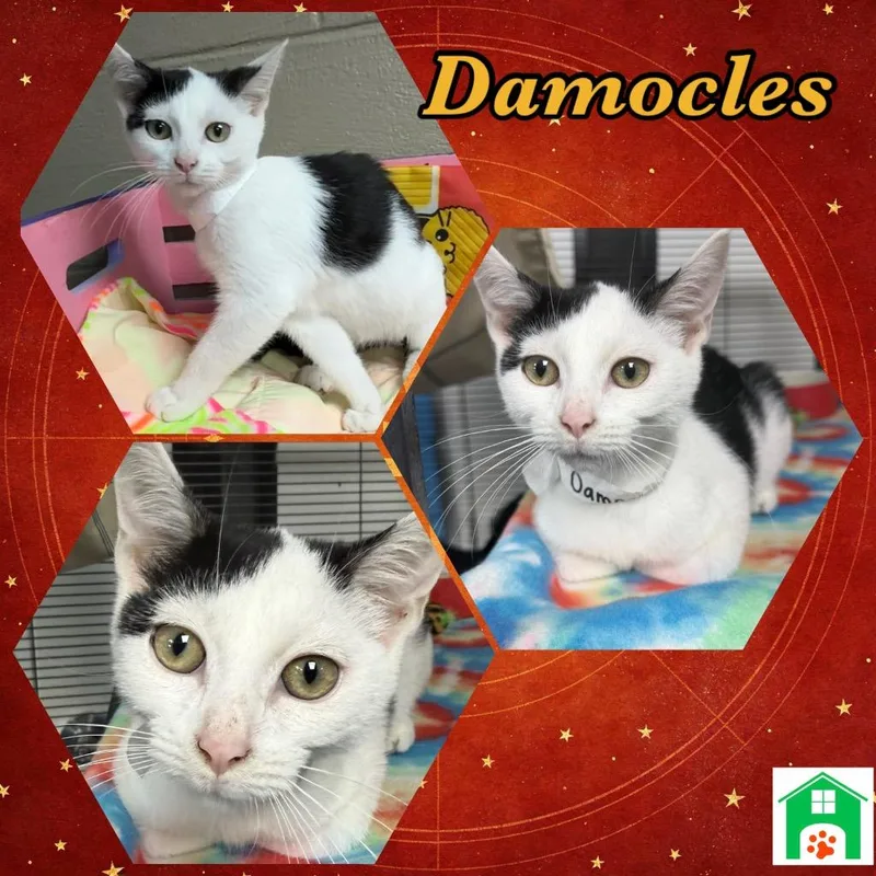 A baby small-sized male Domestic Short Hair cat named Damocles for adoption in Blountville, TN