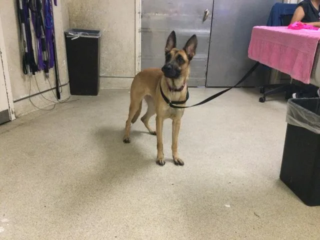A young large-sized female Shepherd dog named Uva for adoption in Riverside, CA