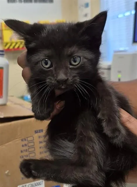 A baby small-sized female Domestic Short Hair cat named Nebula for adoption in Lodi, CA