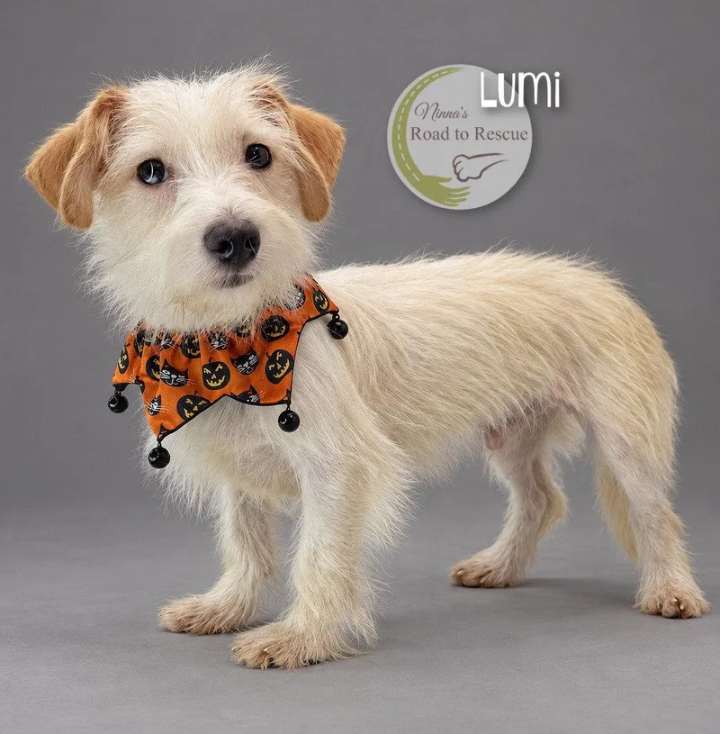 An adult small-sized male Maltese dog named Lumi for adoption in Benton, LA