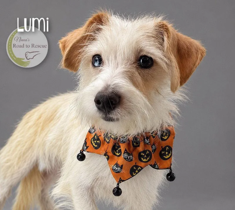 Lumi thumbnail 2
