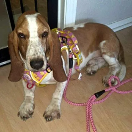 A young medium-sized male Basset Hound dog named Sam for adoption in Mays Landing, NJ