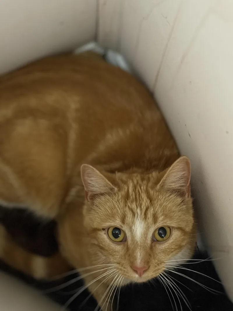 A young medium-sized male Tabby (Orange / Red) Tabby cat named Sunny Boy for adoption in Greensburg, PA
