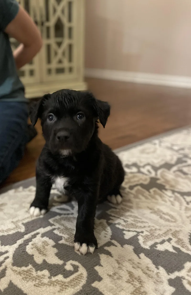 A baby large-sized male Black Catahoula Leopard Dog dog named Murphy for adoption in Union Grove, WI