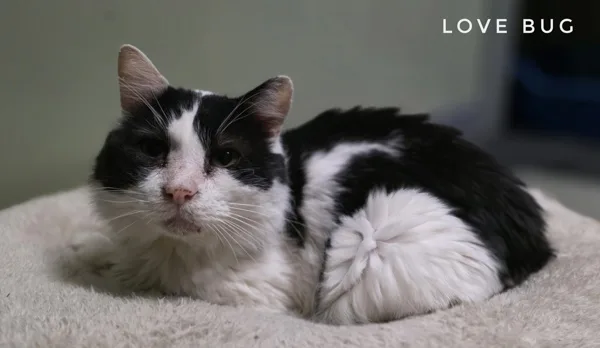 An adult medium-sized male Domestic Short Hair cat named Lovebug for adoption in Topeka, KS
