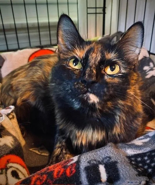 An adult medium-sized female Tabby (Brown / Chocolate) Domestic Long Hair cat named Amelia for adoption in Duxbury, MA