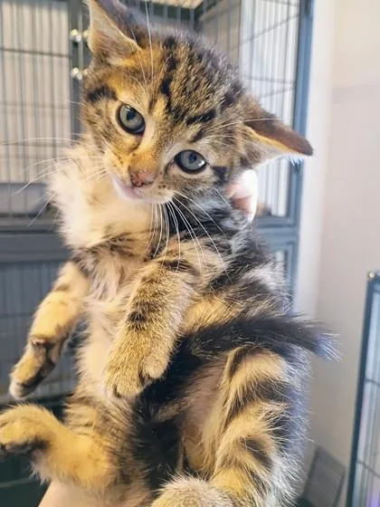 A young small-sized male Domestic Short Hair cat named Swirly Joe for adoption in Beatrice, NE