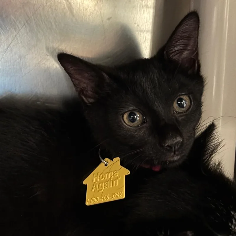 A baby small-sized female Black Domestic Short Hair cat named Corn Dog for adoption in Springfield, MA
