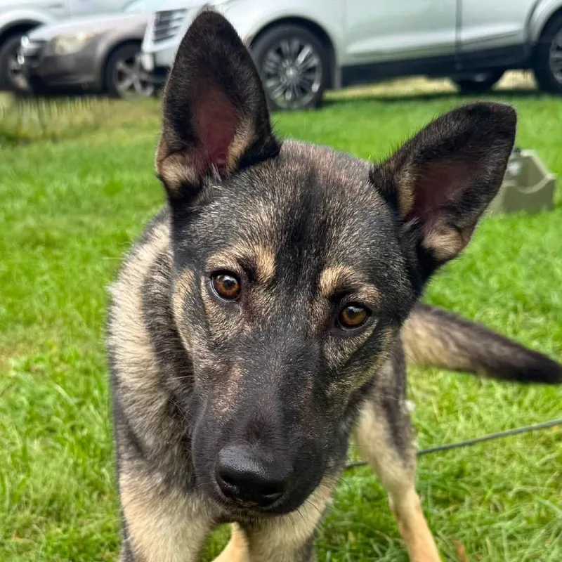 A young medium-sized male German Shepherd Dog dog named Falcon for adoption in Farmersville, OH